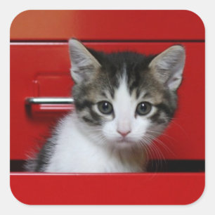 Kitten Peking Vierkante Sticker
