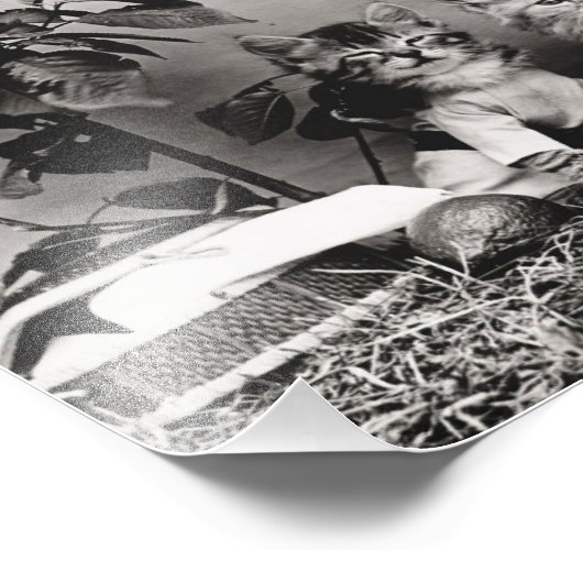 Kitten Picknick Foto Afdruk (Hoek)