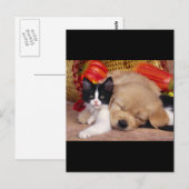 Kitten Pillow Briefkaart (Voorkant / Achterkant)