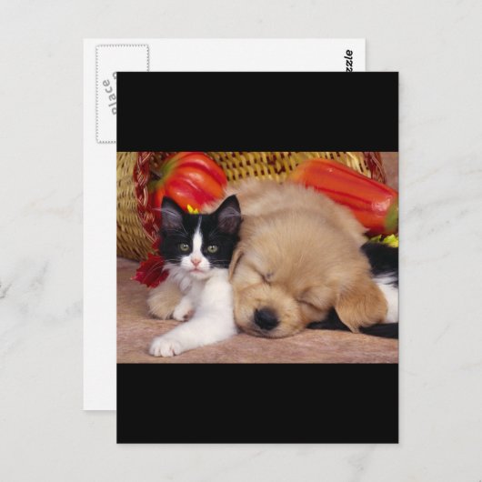 Kitten Pillow Briefkaart (Voorkant / Achterkant)