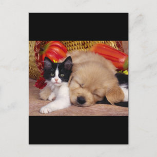 Kitten Pillow Briefkaart