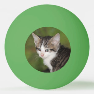 Kitten Pingpongbal