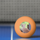 Kitten Pingpongbal (Net)