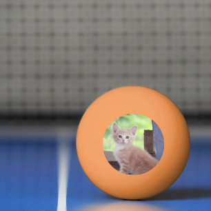 Kitten Pingpongbal