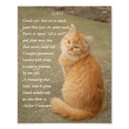 Kitten Poem Cute Oranje Cat Foto Afdruk