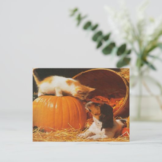 Kitten, pompoen en puppy briefkaart (Staand voorkant)