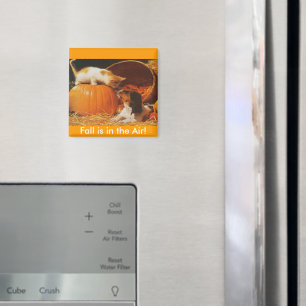 Kitten, pompoen en puppy magneet