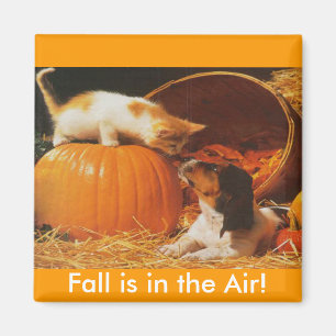 Kitten, pompoen en puppy magneet