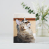 Kitten Post Card - Maine Coon Cat Briefkaart (Staand voorkant)