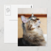 Kitten Post Card - Maine Coon Cat Briefkaart (Voorkant / Achterkant)