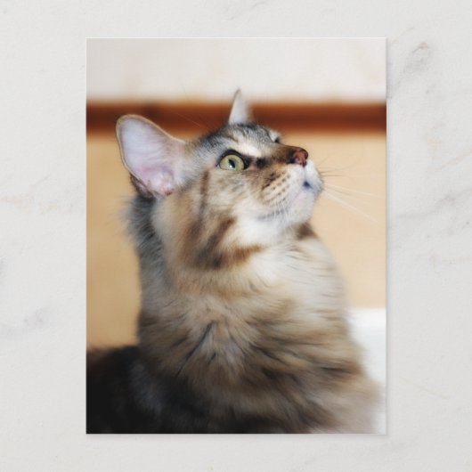 Kitten Post Card - Maine Coon Cat Briefkaart (Voorkant)