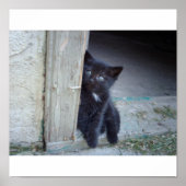 Kitten Poster (Voorkant)