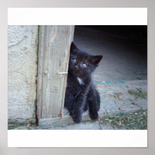 Kitten Poster (Voorkant)