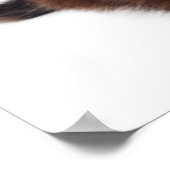 Kitten Poster (Hoek)