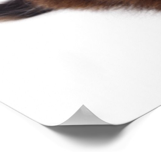 Kitten Poster (Hoek)