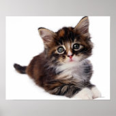 Kitten Poster (Voorkant)