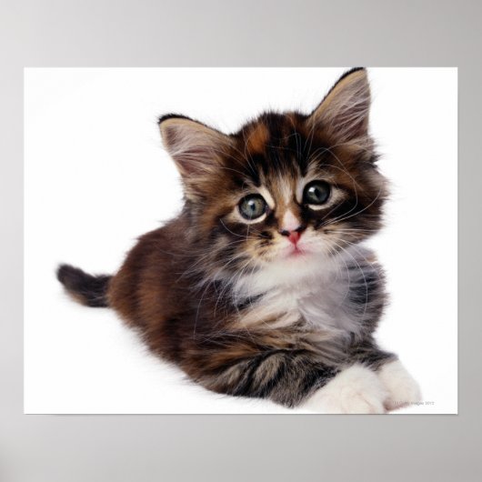 Kitten Poster (Voorkant)