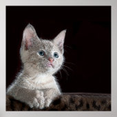Kitten Poster (Voorkant)