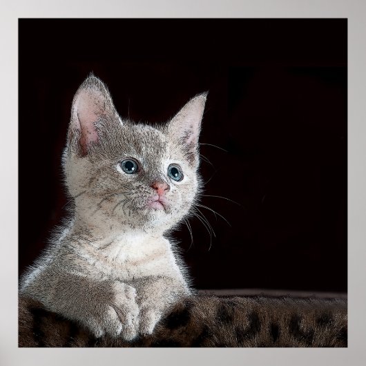 Kitten Poster (Voorkant)