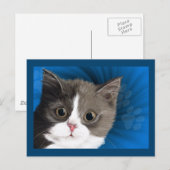 kitten-postkaart briefkaart (Voorkant / Achterkant)