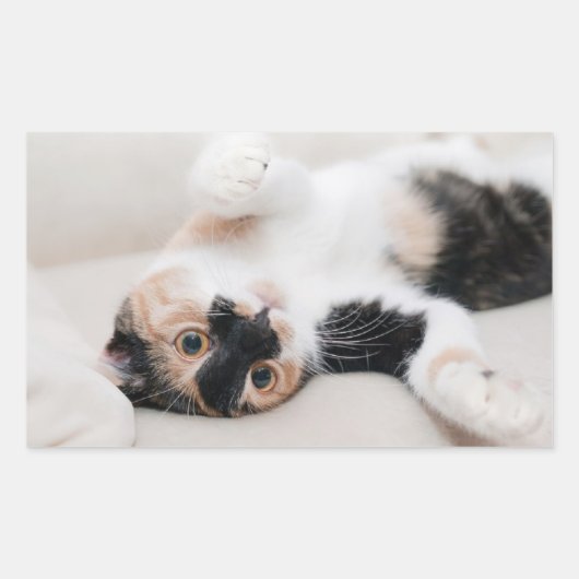 Kitten Rechthoekige Sticker (Voorkant)