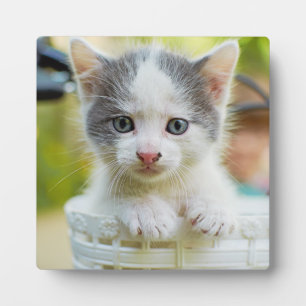 Kitten Rides A Bike Fotoplaat