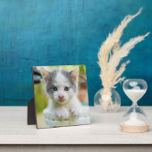 Kitten Rides A Bike Fotoplaat (Insitu)