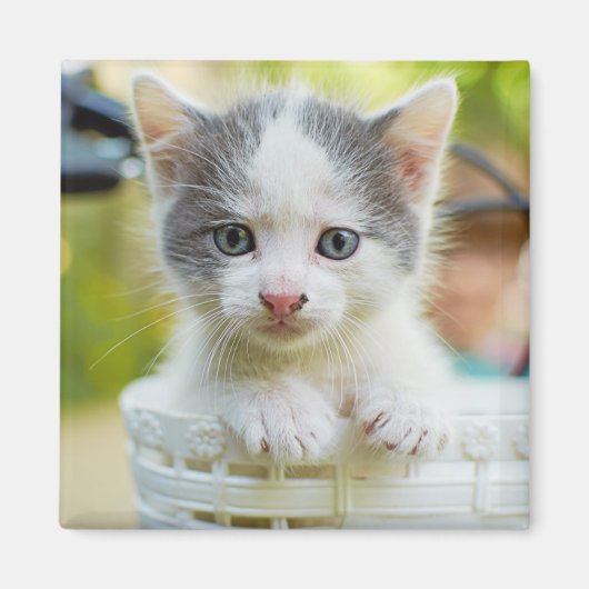 Kitten Rides A Bike Magneet (Voorkant)