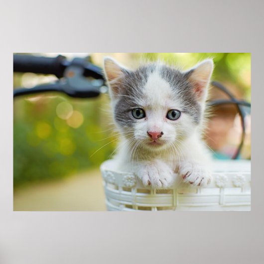 Kitten Rides A Bike Poster (Voorkant)