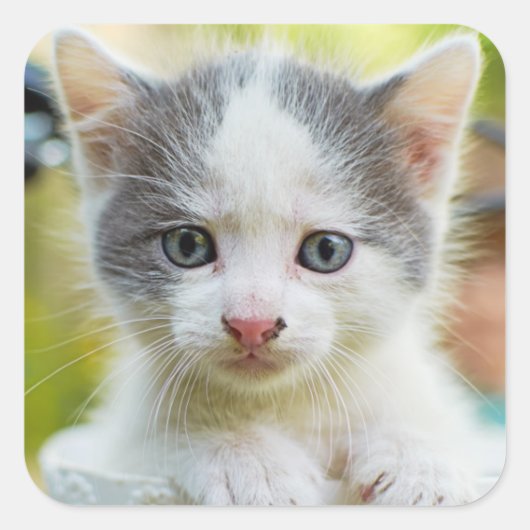 Kitten Rides A Bike Vierkante Sticker (Voorkant)