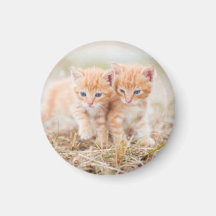 Kitten, rood, twee magneet