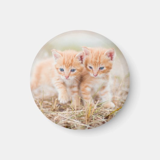 Kitten, rood, twee magneet (Voorkant)