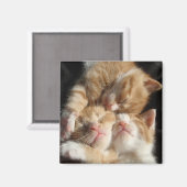Kitten schattigheid magneet (Voorkant / Achterkant)