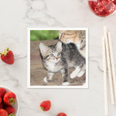 Kitten Servet (Insitu)