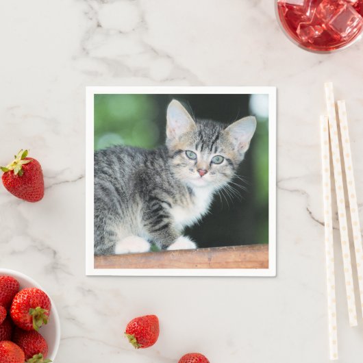 Kitten Servet (Insitu)