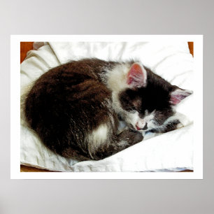 Kitten slaapt op White Comforter Poster