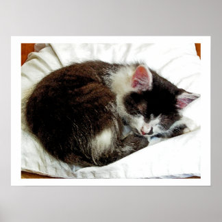 Kitten slaapt op White Comforter Poster