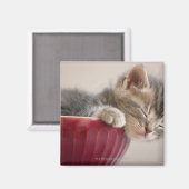 Kitten Slapen in Bowl Magneet (Voorkant / Achterkant)