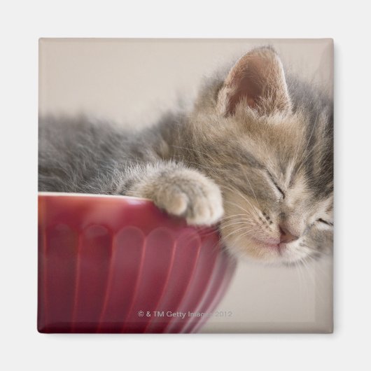 Kitten Slapen in Bowl Magneet (Voorkant)
