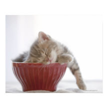 Kitten Slapen in Bowl