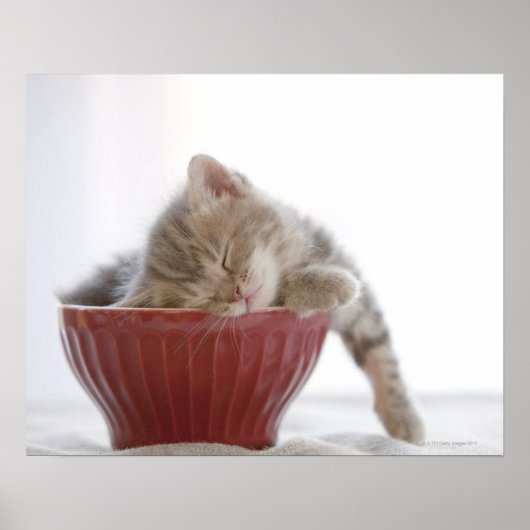 Kitten Slapen in Bowl Poster (Voorkant)