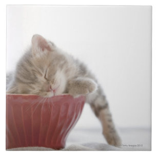 Kitten Slapen in Bowl Tegeltje