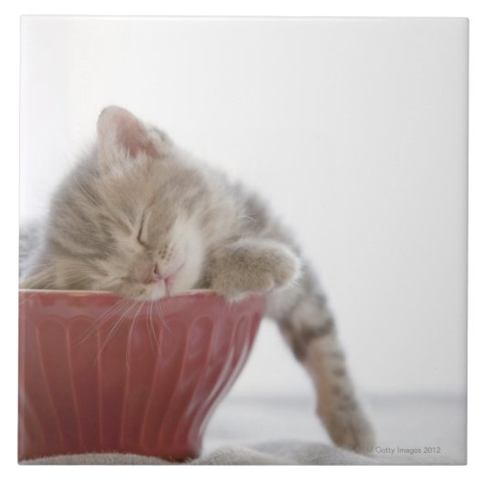 Kitten Slapen in Bowl Tegeltje (Voorkant)