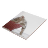 Kitten Slapen in Bowl Tegeltje (Zijkant)