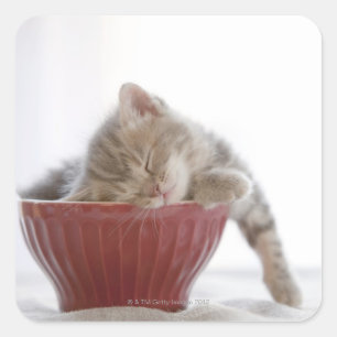 Kitten Slapen in Bowl Vierkante Sticker