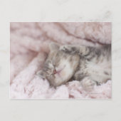 Kitten Sleeping op handdoek Briefkaart (Voorkant)