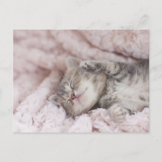 Kitten Sleeping op handdoek Briefkaart (Voorkant)