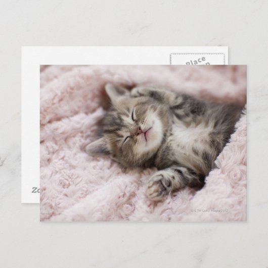 Kitten Sleeping op handdoek Briefkaart (Voorkant / Achterkant)