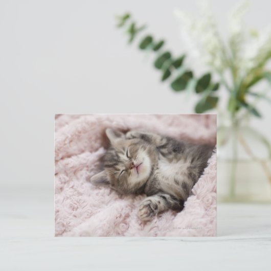 Kitten Sleeping op handdoek Briefkaart (Staand voorkant)