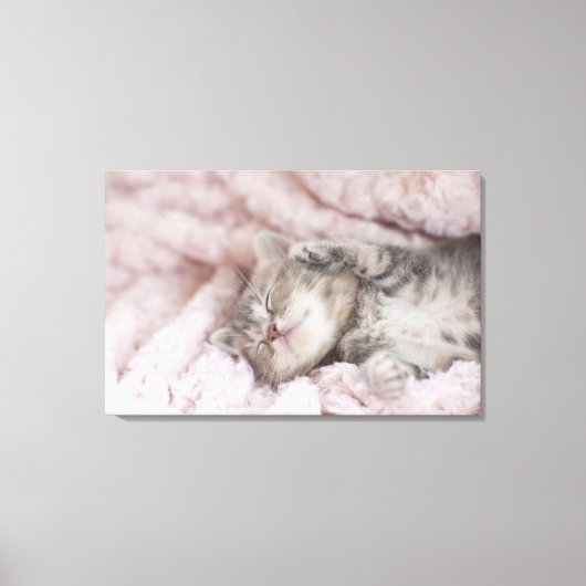 Kitten Sleeping op handdoek Canvas Afdruk (Voorkant)